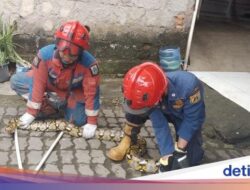 Hii… Ular Sanca 3,5 Meter Muncul di Plafon Rumah di Jaktim, Damkar Evakuasi