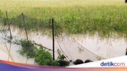 Petani di Lebak Gagal Panen Usai Sawah Terendam Banjir