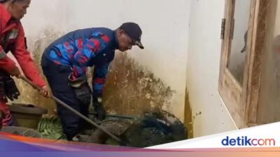 3 Musang Masuk Rumah Warga di Bogor, Damkar Evakuasi